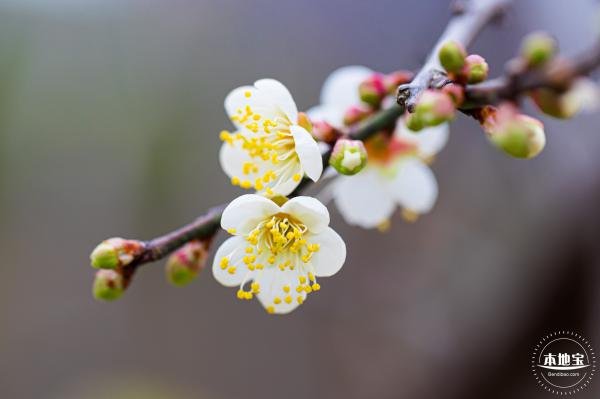 梅林花海_梅花林在哪里_梅林公园梅花在哪里