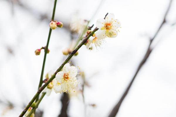 梅林花海_梅林公园梅花在哪里_梅花林在哪里