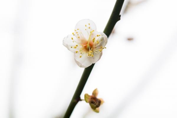 梅林花海_梅林公园梅花在哪里_梅花林在哪里