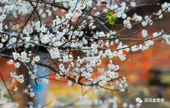 梅林花海_梅花林在哪里_梅林公园梅花在哪里