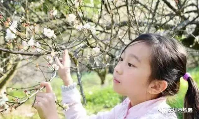 梅林花海_梅花林在哪里_梅林公园梅花在哪里