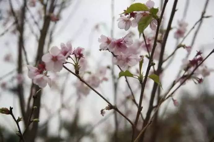 梅林花海_梅花林在哪里_梅林公园梅花在哪里