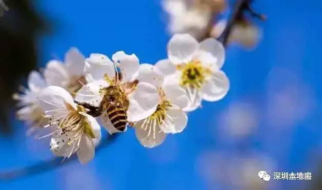 梅林花海_梅花林在哪里_梅林公园梅花在哪里