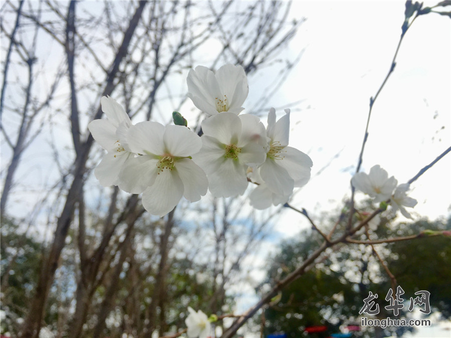 梅林公园梅花在哪里_梅林花海_梅花林在哪里