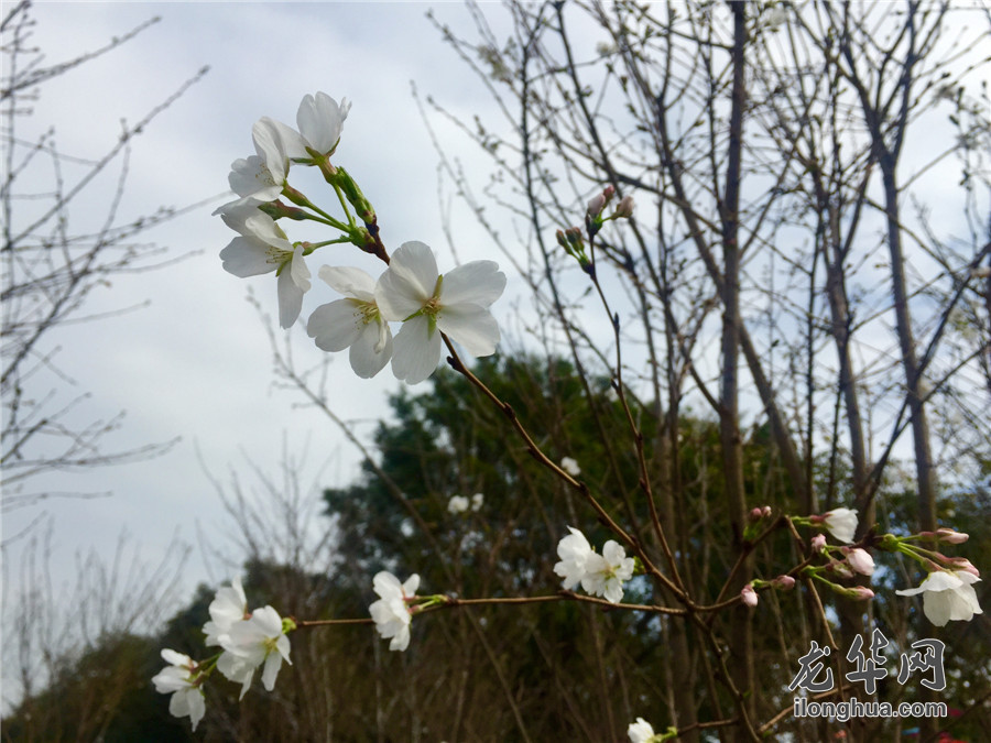 梅花林在哪里_梅林公园梅花在哪里_梅林花海