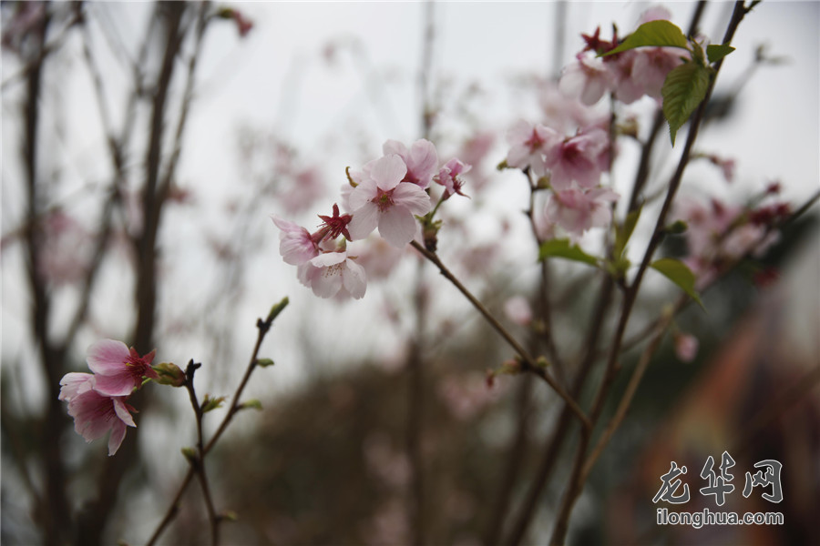 梅花林在哪里_梅林花海_梅林公园梅花在哪里