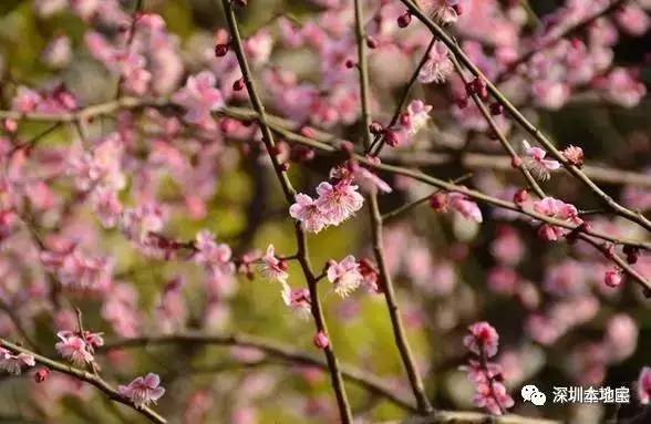 梅花林在哪里_梅林公园梅花在哪里_梅林花海