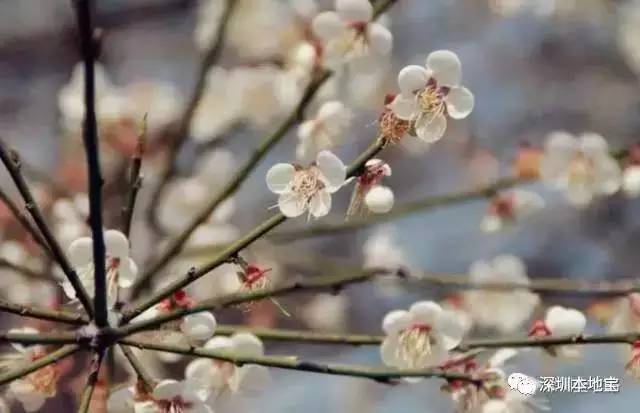 梅林公园梅花在哪里_梅林花海_梅花林在哪里