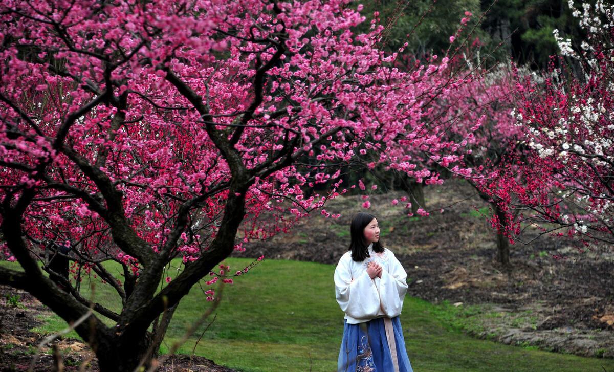 梅林公园梅花在哪里_梅林花海_梅林公园入口