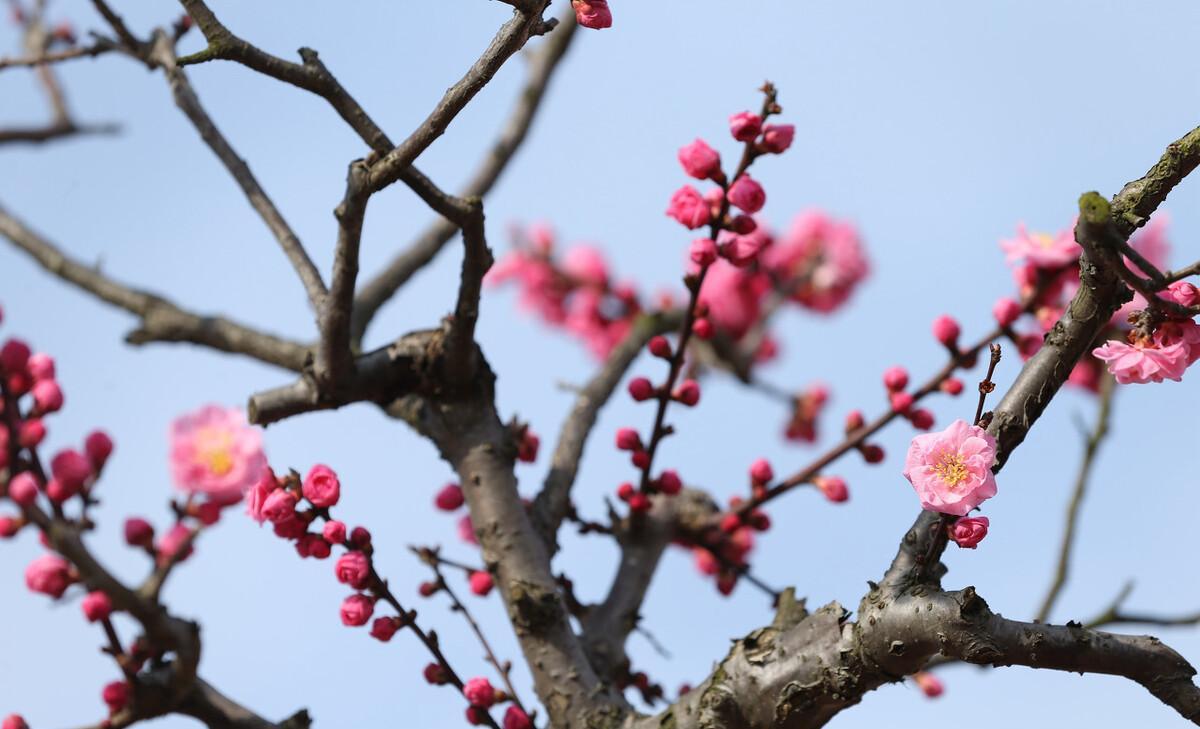 梅林公园梅花在哪里_梅林花海_梅林公园入口