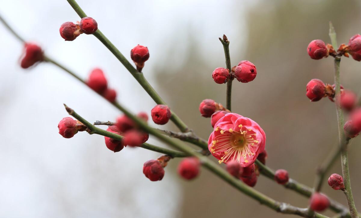 梅林公园入口_梅林花海_梅林公园梅花在哪里