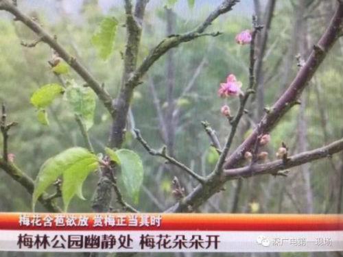 梅花林在哪里_梅林公园梅花在哪里_梅林花海