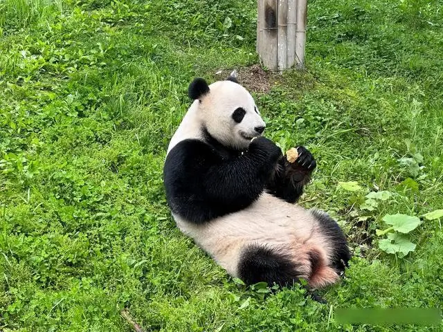 神农架小雨能玩吗_小神农架_神农架小龙潭景区介绍