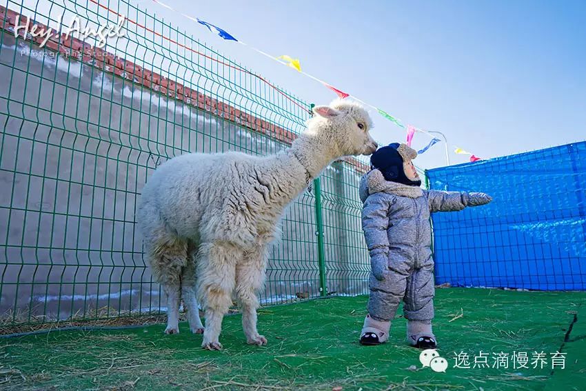 狼爪抓绒衣服怎么样_狼爪抓绒_狼爪抓绒nanuk150