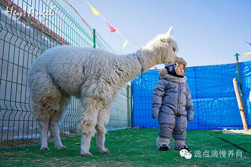 狼爪抓绒衣服怎么样_狼爪抓绒nanuk150_狼爪抓绒