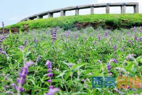 飘逸棋牌休闲娱乐中心_花猫休闲棋牌_棋牌休闲网络游戏