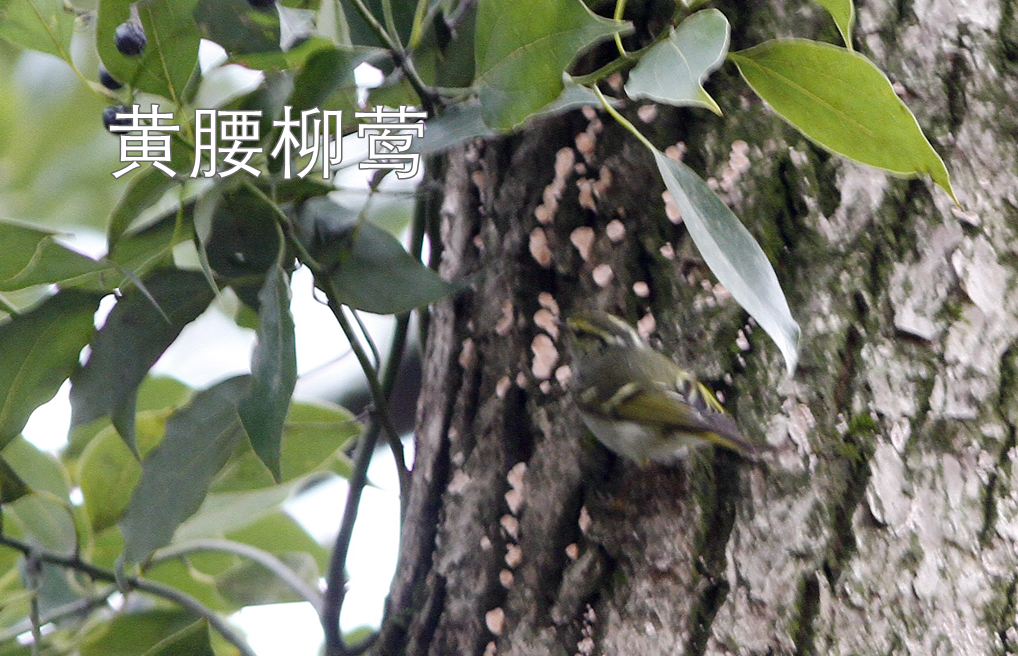 东湖绿道徒步线路_东湖绿道地图徒步_徒步线路东湖绿道怎么走