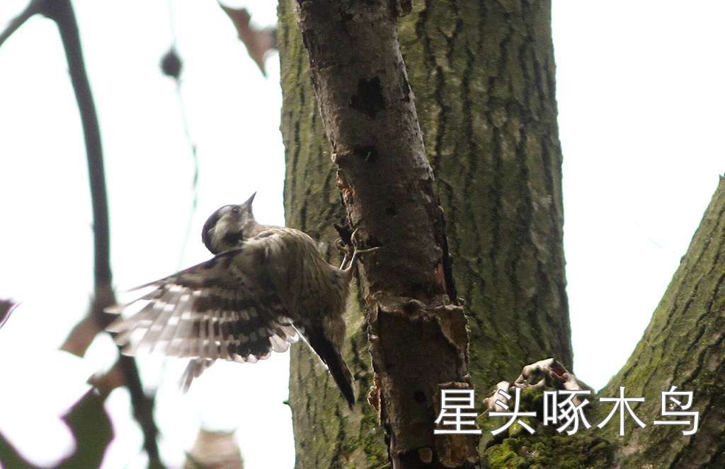 徒步线路东湖绿道怎么走_东湖绿道徒步线路_东湖绿道地图徒步