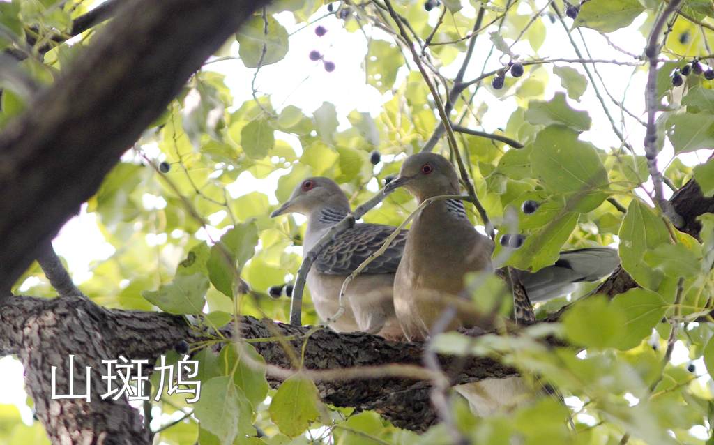 徒步线路东湖绿道怎么走_东湖绿道徒步线路_东湖绿道地图徒步