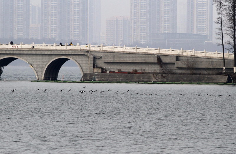 东湖绿道徒步线路_东湖绿道地图徒步_徒步线路东湖绿道怎么走