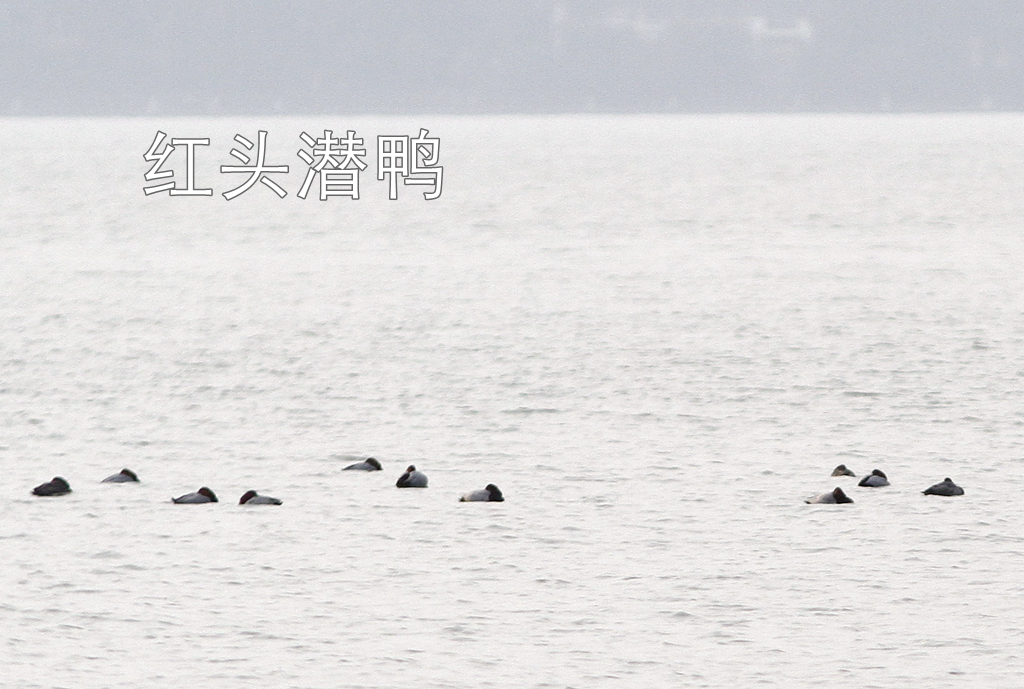 徒步线路东湖绿道怎么走_东湖绿道徒步线路_东湖绿道地图徒步