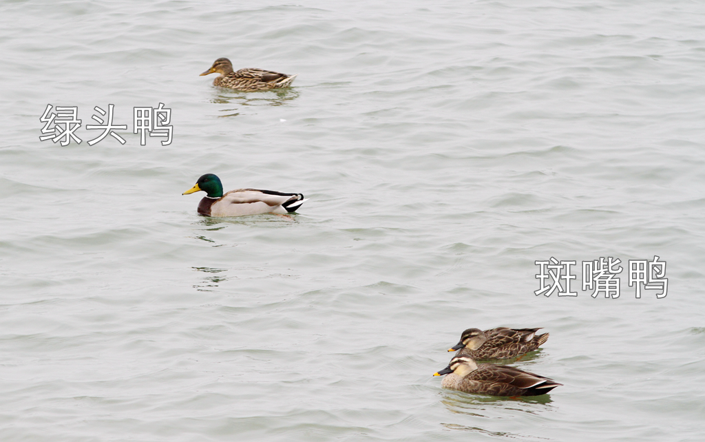 东湖绿道徒步线路_东湖绿道地图徒步_徒步线路东湖绿道怎么走