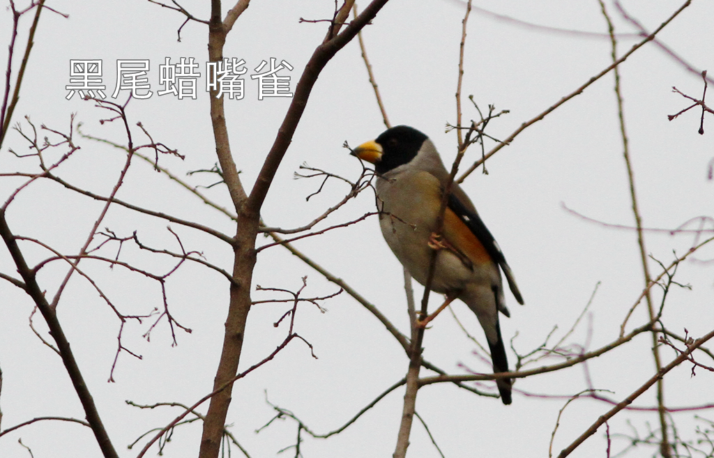 东湖绿道徒步线路_徒步线路东湖绿道怎么走_东湖绿道地图徒步