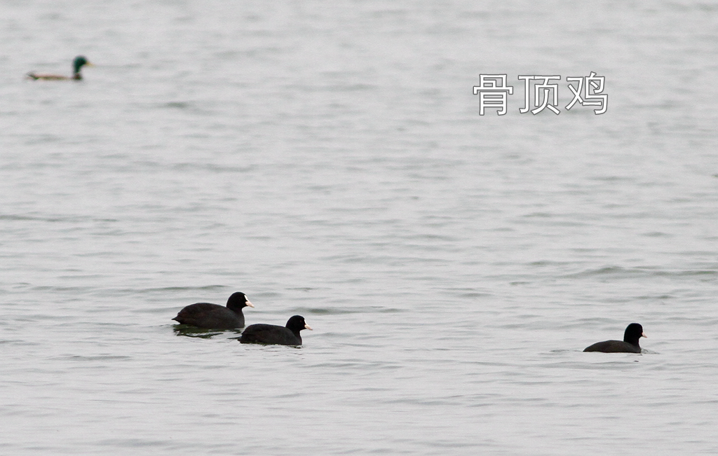 东湖绿道徒步线路_东湖绿道地图徒步_徒步线路东湖绿道怎么走