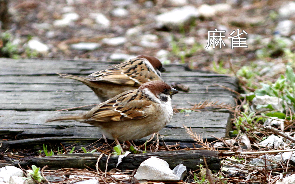 东湖绿道徒步线路_徒步线路东湖绿道怎么走_东湖绿道地图徒步