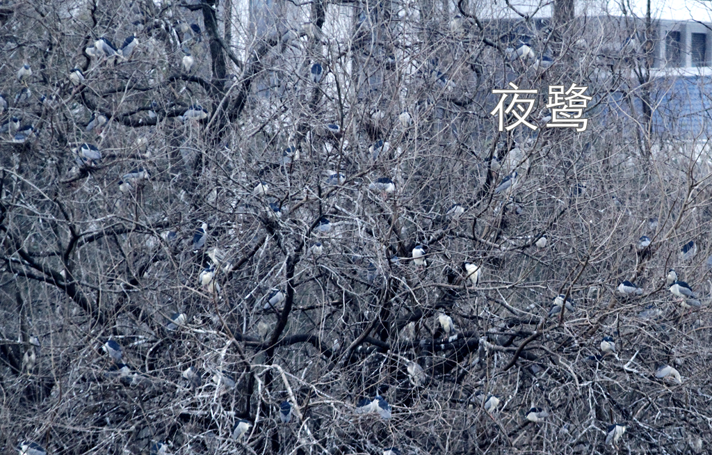 徒步线路东湖绿道怎么走_东湖绿道地图徒步_东湖绿道徒步线路