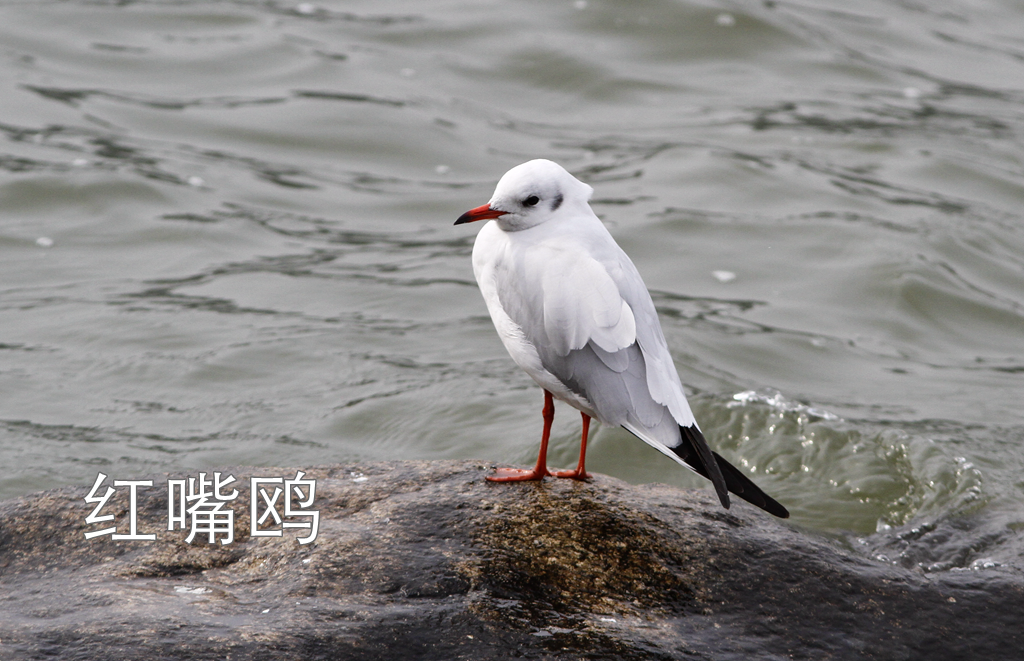 东湖绿道地图徒步_徒步线路东湖绿道怎么走_东湖绿道徒步线路