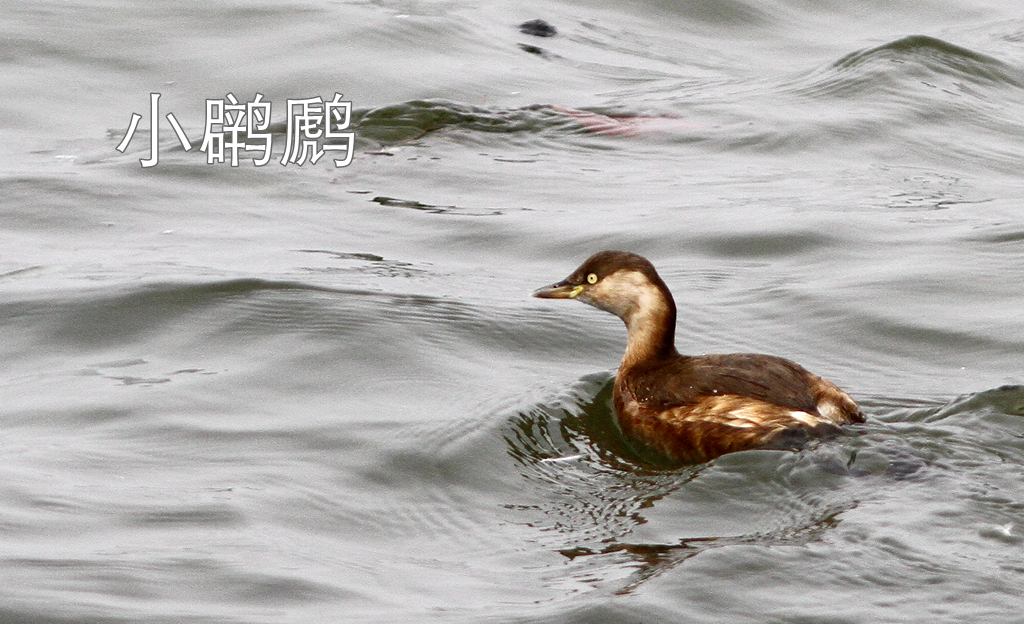 东湖绿道徒步线路_东湖绿道地图徒步_徒步线路东湖绿道怎么走