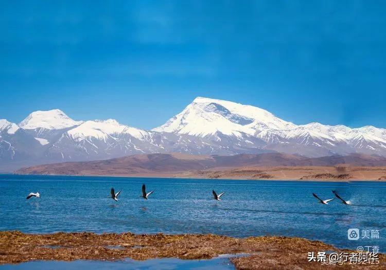 阿里北线大地之树_阿里大北线多少公里_阿里北线大巴电话