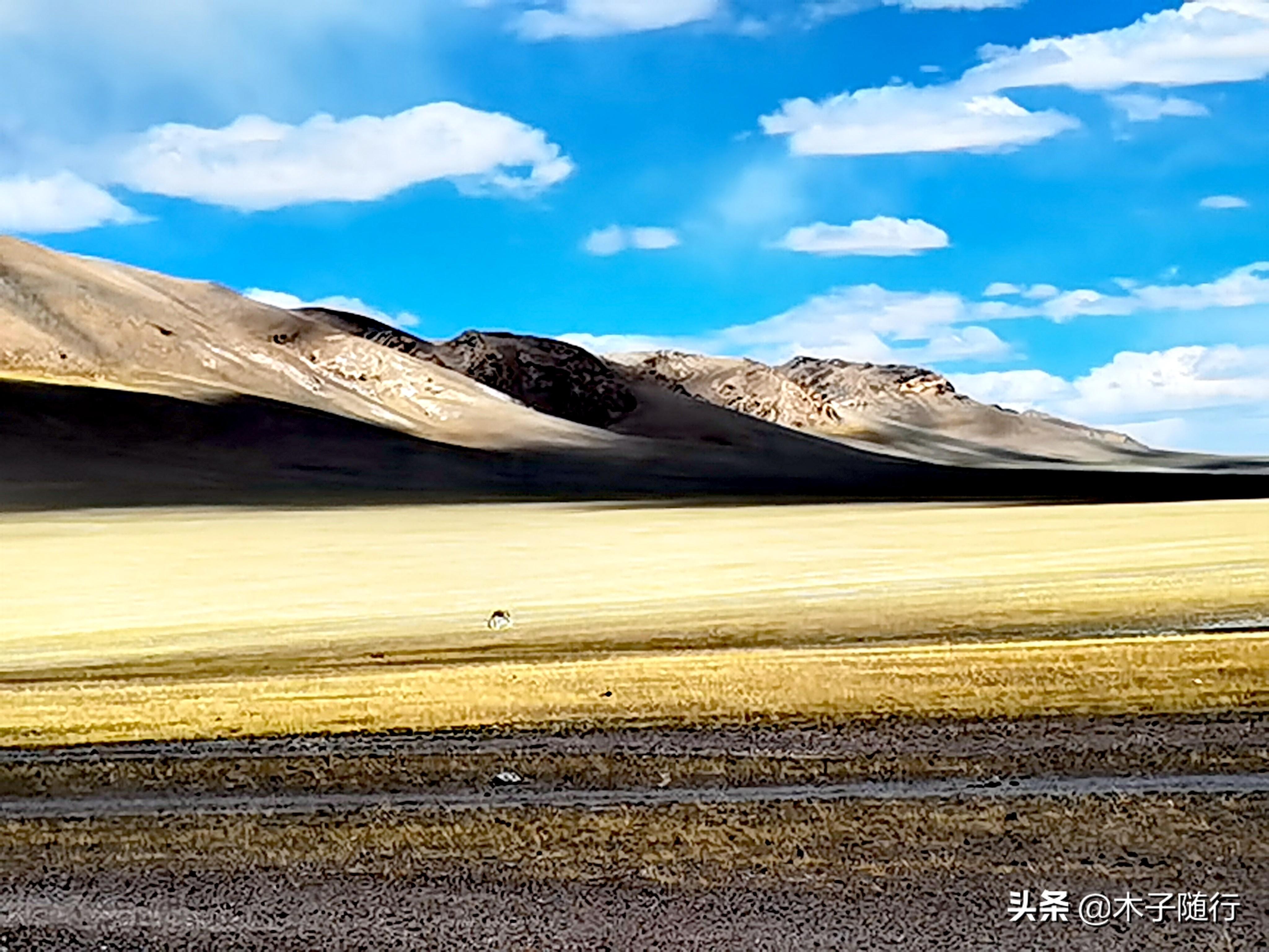 阿里北线大地之树_阿里北线大环线多少公里_阿里大北线多少公里