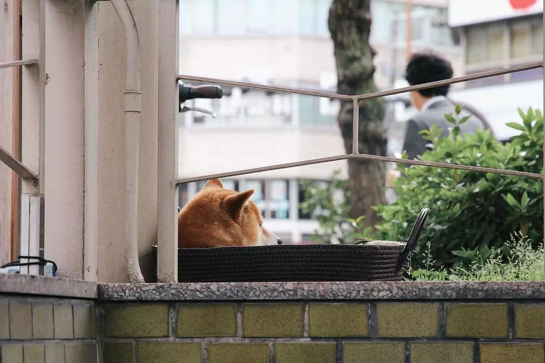 日本京都到大阪_大阪到京都_大阪到京都交通攻略