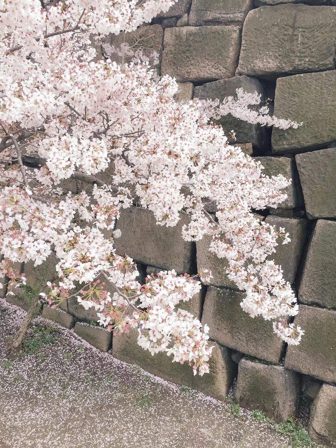 大阪到京都_大阪到京都交通攻略_日本京都到大阪