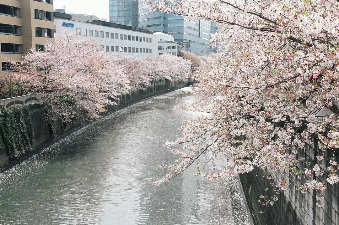 日本京都到大阪_大阪到京都_大阪到京都交通攻略