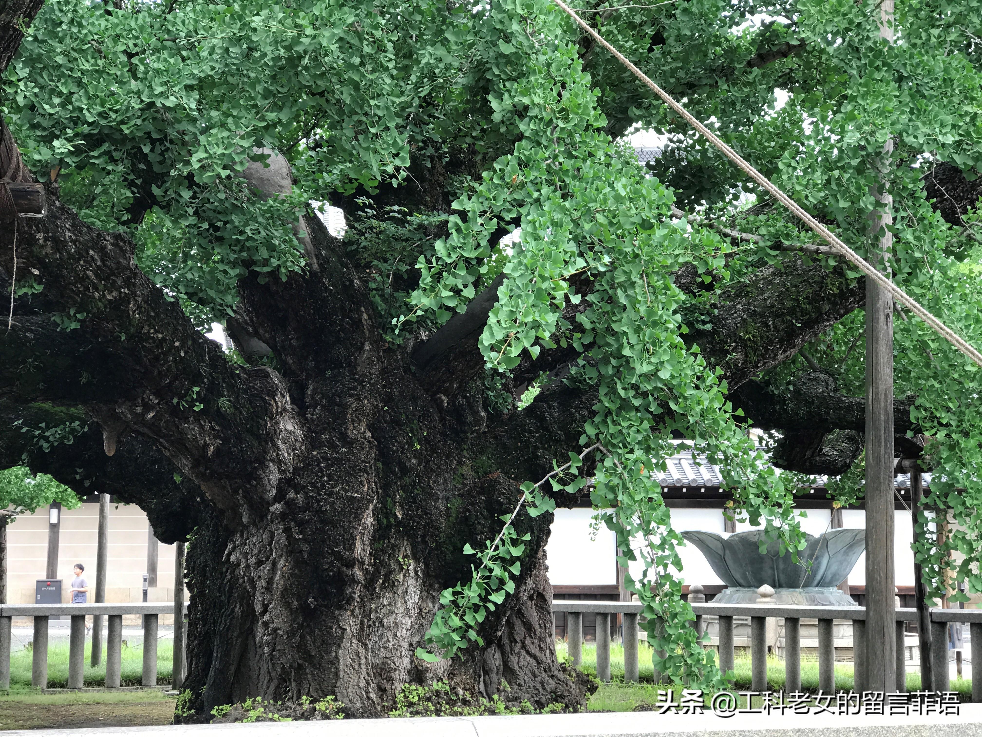 关西机场打车到京都多少钱_关西机场到京都大学_关西机场到京都站